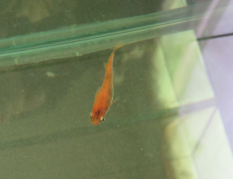 松かさ病が治ってきた