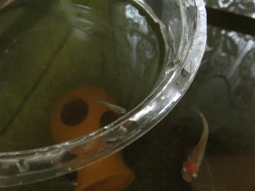 メダカの水合わせ